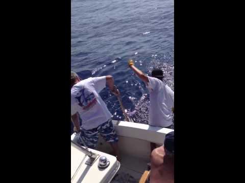 Short Nosed Spearfish Catch off Kona